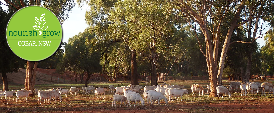 Nourish and Grow, Cobar NSW