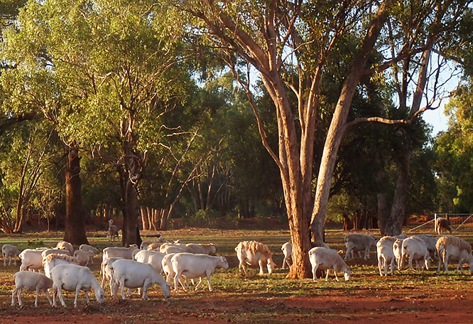 Nourish and Grow Cobar, NSW