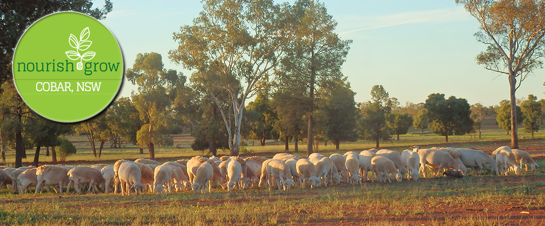 Nourish and Grow, Cobar NSW