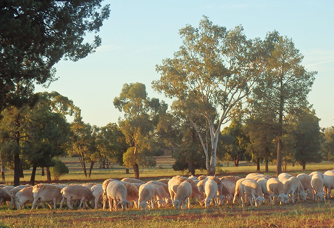 Nourish and Grow Cobar, NSW