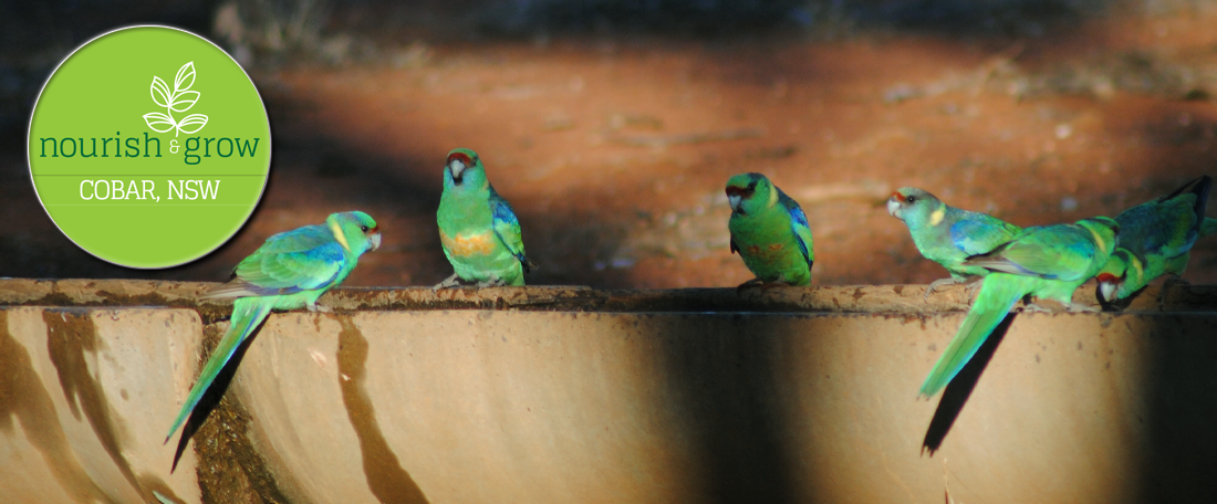 Nourish and Grow, Cobar NSW