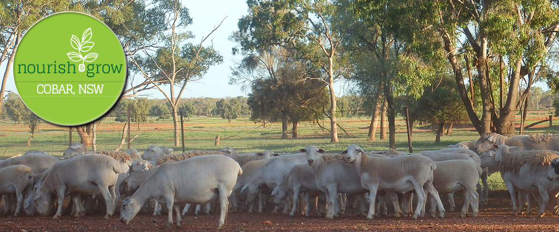 Nourish and Grow, Cobar NSW