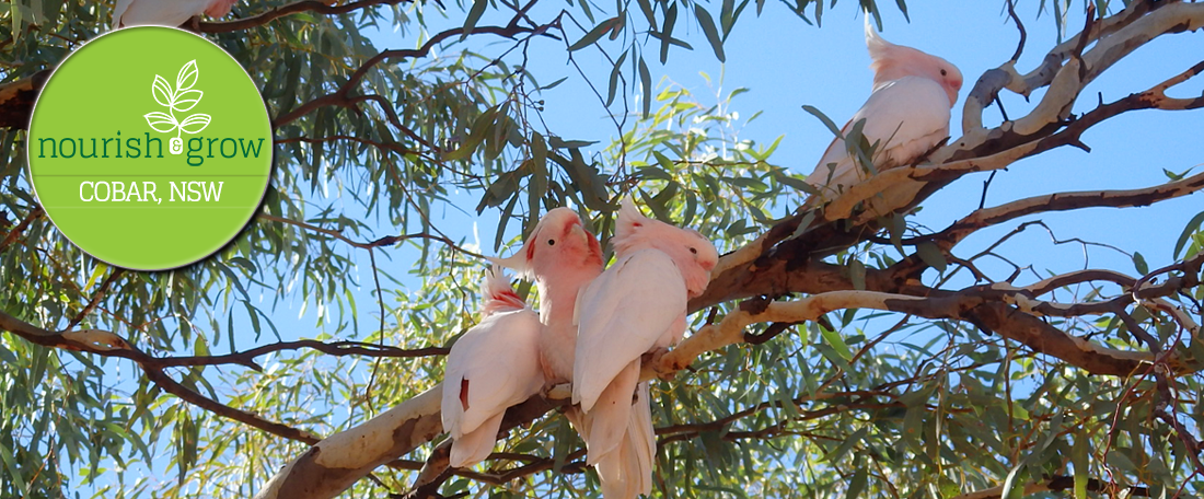 Nourish and Grow, Cobar NSW