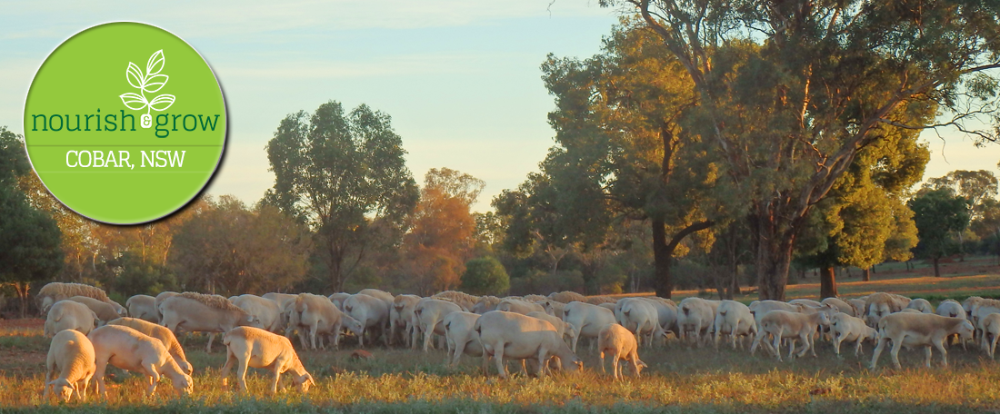 Nourish and Grow, Cobar NSW