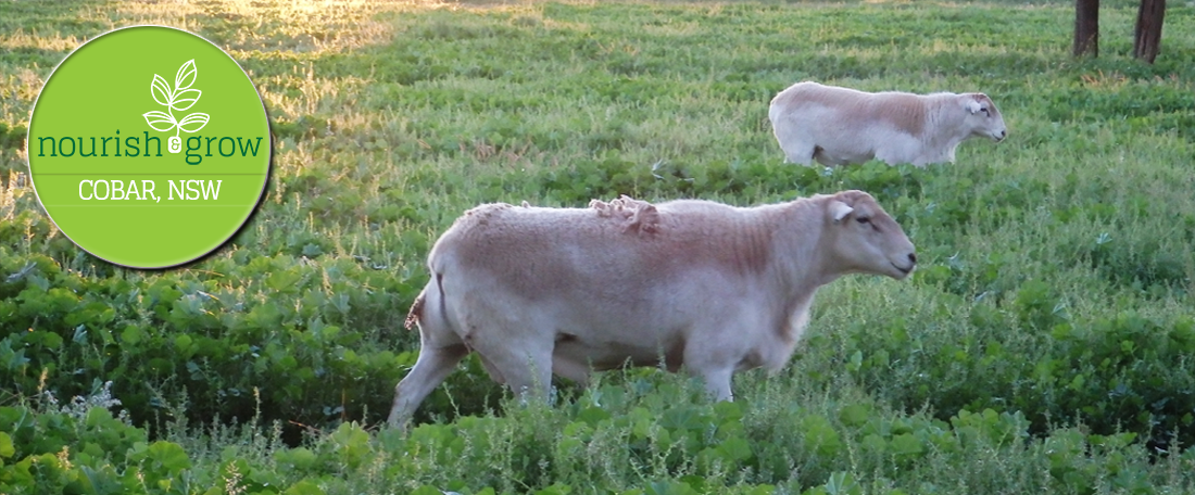 Nourish and Grow, Cobar NSW